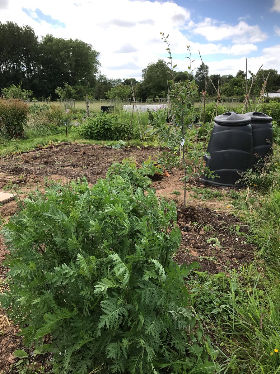 mattadamw's tweet photo. Picnic lunch break down at the allotment. @ColwallOrchards https://t.co/CHRUgbmzhI
