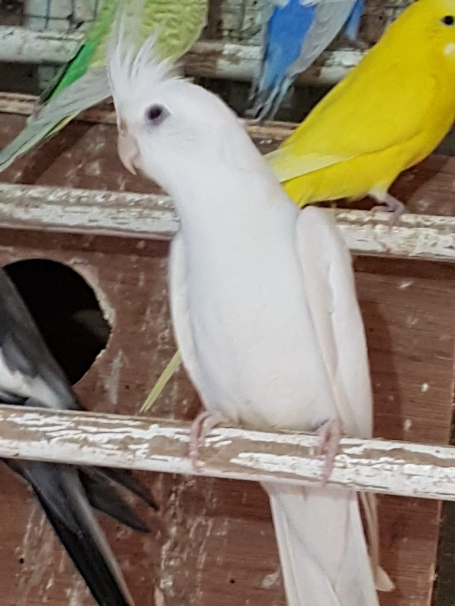 miffyx1631's tweet photo. I want £250 for these breeding pair of albino cockateils.
I can only have birds as pets in my home and I'm in love.
@maxgeorge100 @rtfemdom1 @RT4D1 @DirkHooper @RTABDL @CuteGirlsPromo @tonybobo3 @mike_mashall @slavetodoms @bbw_promo @promoslave #findom #dominatrix #EFDP #sph https://t.co/thHskyhXuT