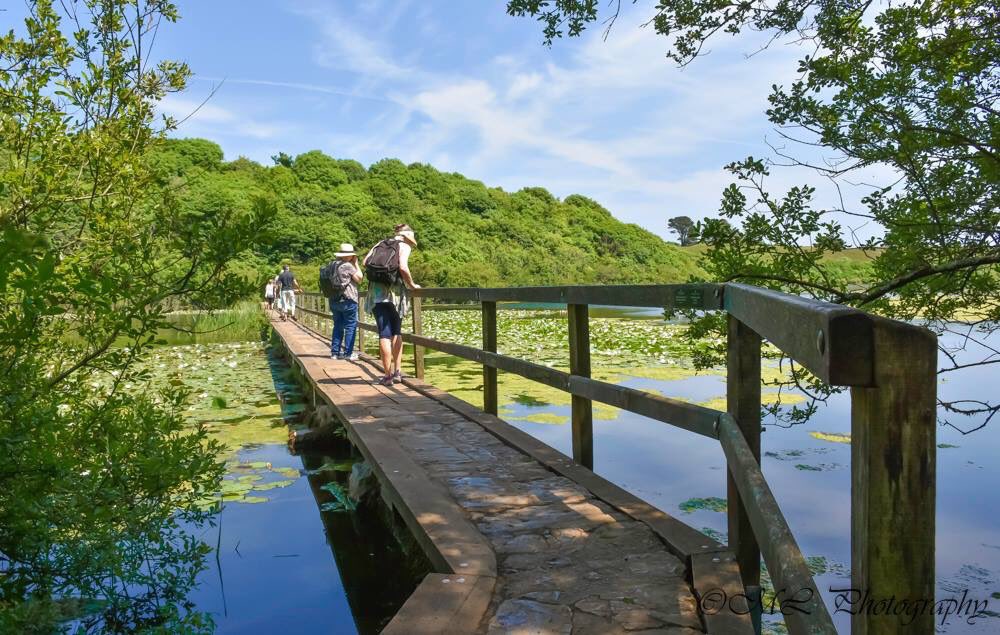 LlewellynMandy's tweet photo. A few camera photos from Bosherston Lily Ponds - it is absolutely stunning at the moment 😍 
@ItsYourWales @ruthwignall @kelseyredmore @lovepembs @DerekTheWeather @NTStackpole @BBCWthrWatchers @VisitPembs @visitwales @S4Ctywydd @WalesOnline https://t.co/aME4FHfka5