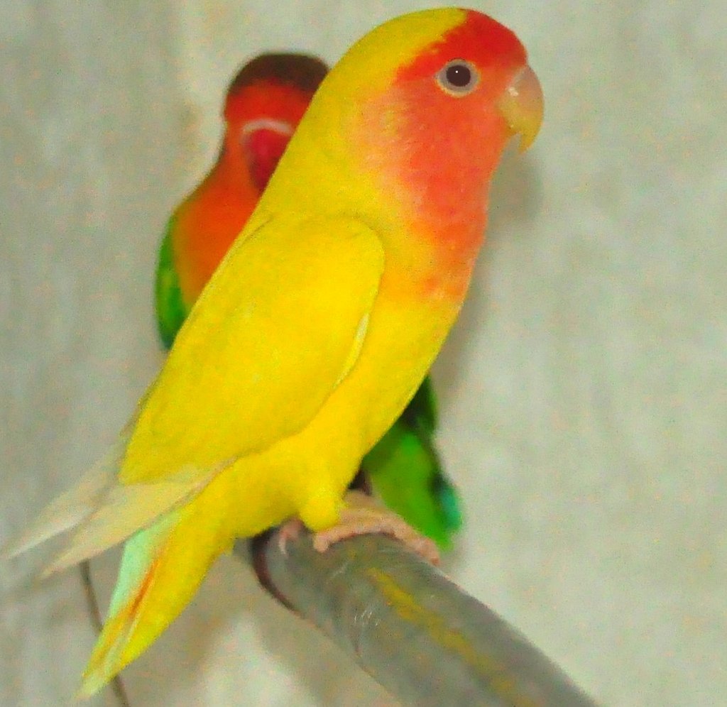 miffyx1631's tweet photo. Want £40 for a female for my love bird Maui.
He's lonely and needs a woman like all men.
@Royalty_Promos @Jaknez @AllureRT @domme_promoter @Homewor04563232 @mike_mashall @HugoPromotes #findom #dominatrix #manipulation #manipulatrix #Temptress #EFDP #sph #humiliation #humiliatrix https://t.co/JB776z2Pnh