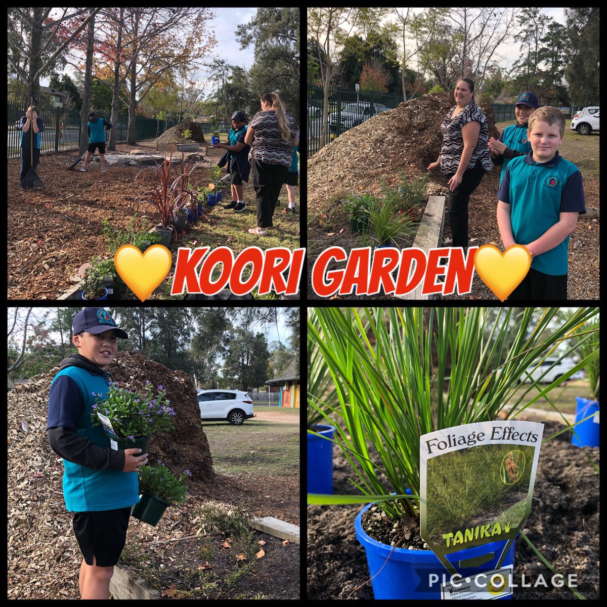Our AEO <a href="/keneasha_bell/">Keneasha bell</a> working with students to rejuvenate our Koori Garden, just in time for our CoS NAIDOC event later this term <a href="/GuisePublic/">Guise Public School</a> <a href="/FieldsAECG/">The Fields AECG</a> 🖤💛❤️