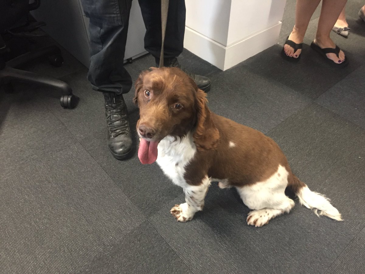 An_Old_Hand's tweet photo. Massive excitement @LancasterUniLib meeting Jerry the Springer who serves with @LancsPolice Can we keep him? #dogsinlibraries https://t.co/8CqgZyD3wt
