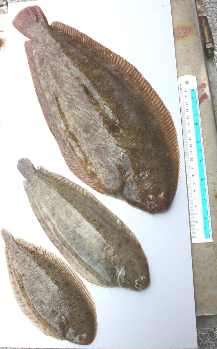 Ayer en la #RiaAres, las 3 especies conocidas como #lenguado aparecieron juntas: Solea senegalensis, Solea solea y Pegusa lascaris