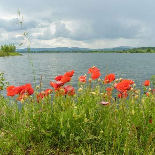 ottsworld's tweet photo. The most important thing I learned about biking today was that it's ok to stop whenever you want to take a picture! The Poppies in Spain are beautiful in blue skies and in gray skies and impossible to pass up! #BikeToursdotcom⠀
#hosted #whyibiketour … https://t.co/f5V5K7nTg1 https://t.co/VF31ZYbQ0s