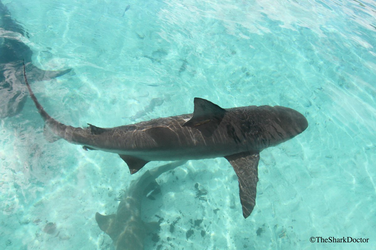 TheSharkDoctor's tweet photo. The Bahamas offers some of the best #shark viewing opportunities in the world and is also home to many healthy shark populations. Anyone know what one of the key reasons for this may be (hint: it’s human related)?
#thebahamas #bimini #sharks #conservation #oseas #conservationcrew https://t.co/df8gL3OMhI