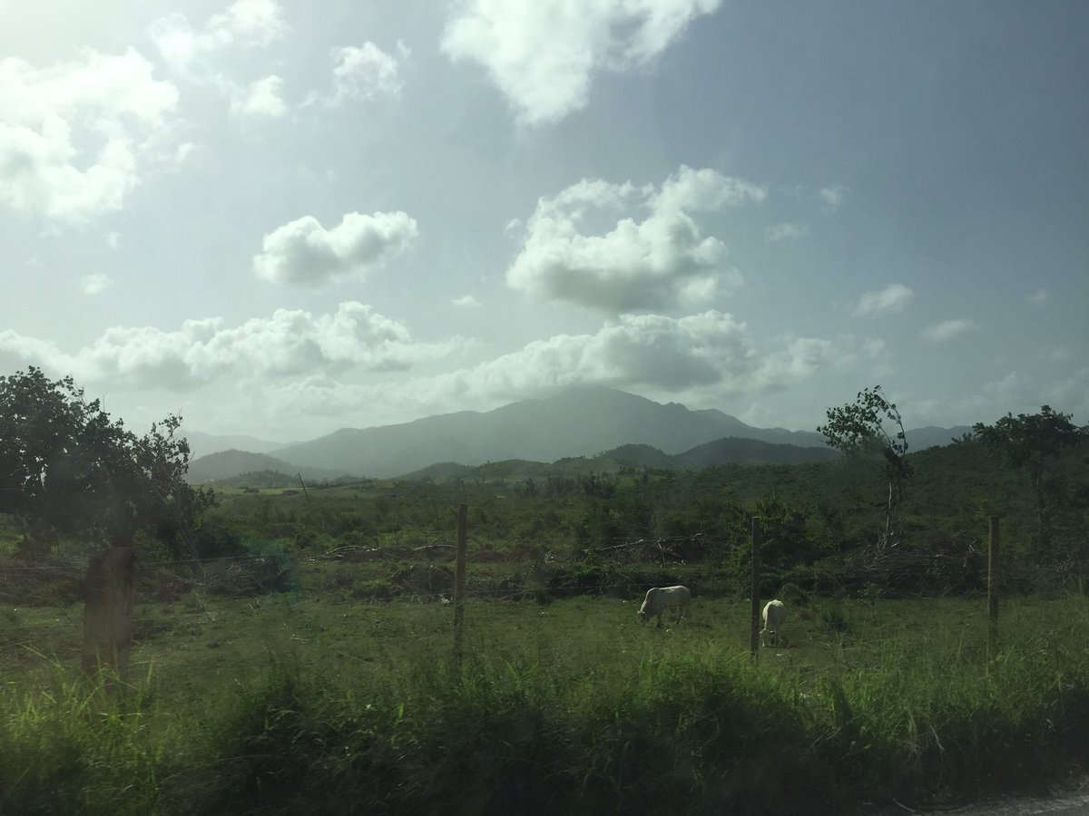 chloebrower24's tweet photo. Puppies &amp; Puerto Rico https://t.co/b3KVsyzNii