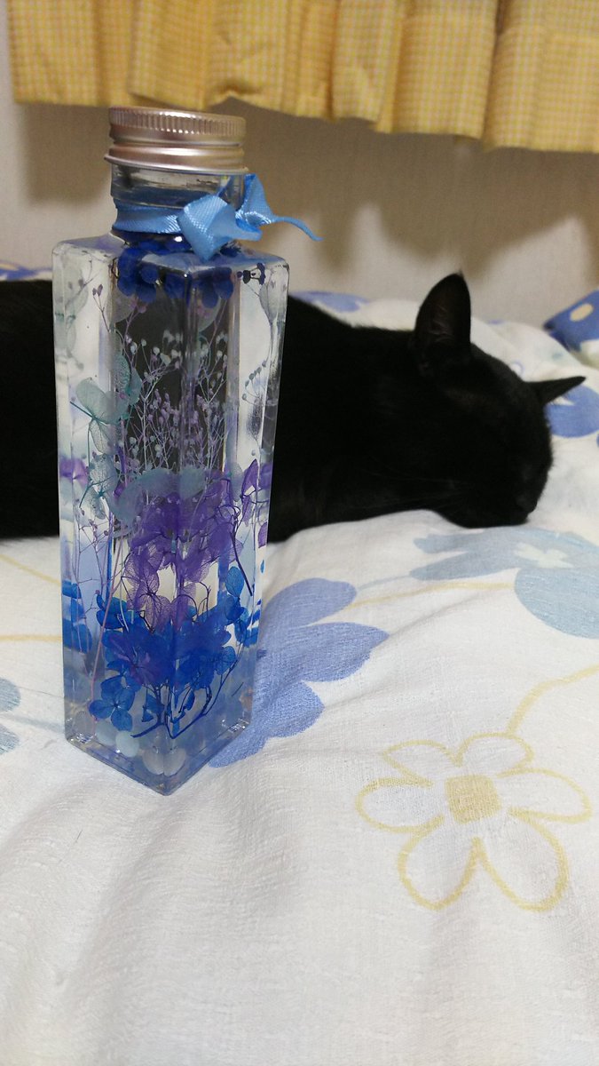 umetake_knms's tweet photo. 退院してまだ実家で療養中なんですけど、妹が作ったハーバリウムの色がお察しくださいすぎてちょっと自慢させてください…背景の猫は2年前拾った愛娘 https://t.co/ujgWuOo8pI