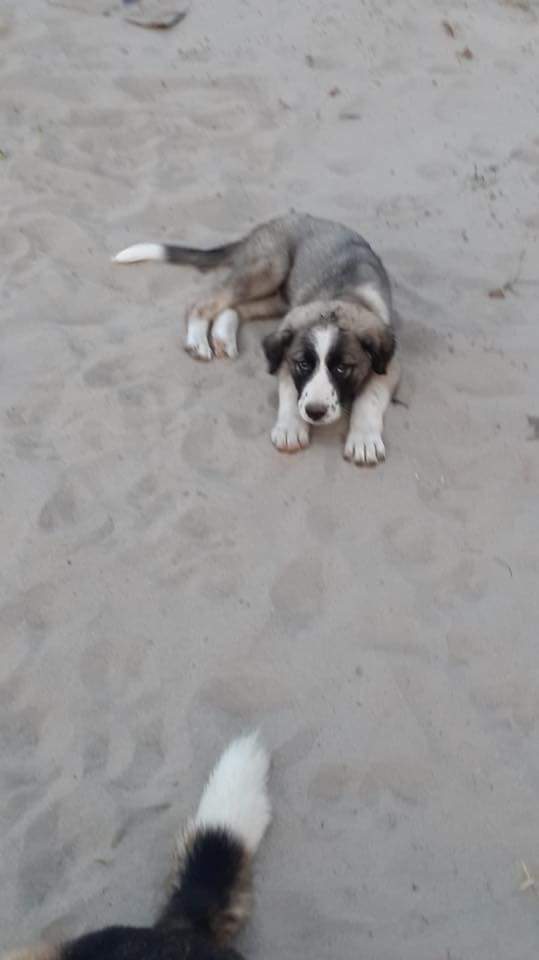 "<a href="/masum_gozler/">Masum Gözler</a>
 
ÜÇ AYLIK OĞLUMUZA ÇOK SEVİLECEĞİ ÖMÜRLÜK #YUVASINI  #YUVAARIYORUZ
İZMİR
İLETİŞİM : 0535 290 63 94