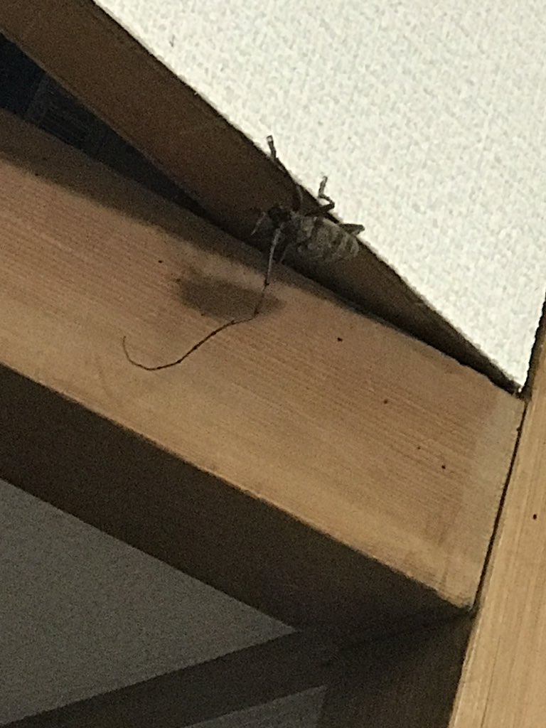 ガクヅケ 木田 僕は相方の船引さんと2人で住んでるのですが 何故か船引さんの部屋だけめちゃめちゃ小さい アリや金色のアリが出たりしていて 今日はとうとう片方だけ触覚が長い謎の大きな虫が現れた 船引さんの部屋だけ秘境みたいになってる