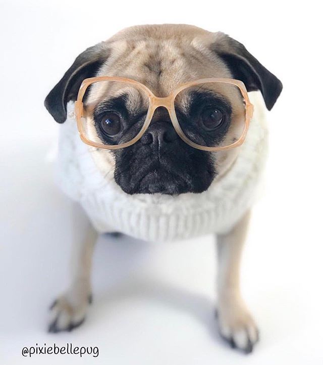 pixiebellepug's tweet photo. I know it looks like Iโm listening, but Iโm really just thinking about pizza... ๐๐ค
.
.
.
#charlierose๐น #dogoftheday #doglife #ruffpost #dailybarker #shotoniphone #buzzfeedanimals #bestwoof #pets_perfection #moderndoglovers #pupandco #barkzweekly #lifโฆ https://t.co/zLkTOX0aoU https://t.co/fVyqCEqkpX