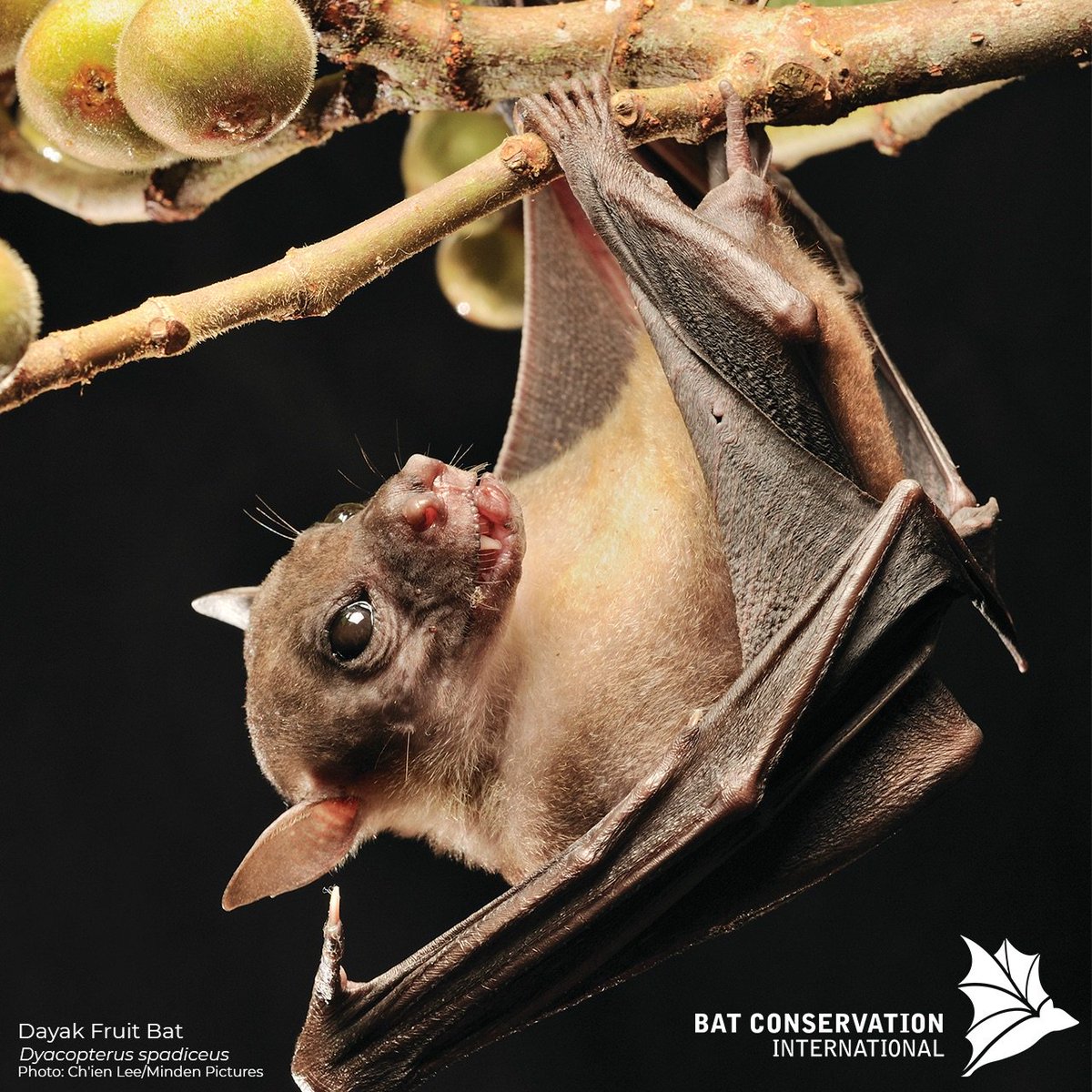 Happy Father's Day!! #DYK that male Dayak’s fruit bats are able to feed their young milk from their own mammary glands? It's true! Like many of you out there, they're great dads! Keep up the good work! #FathersDay