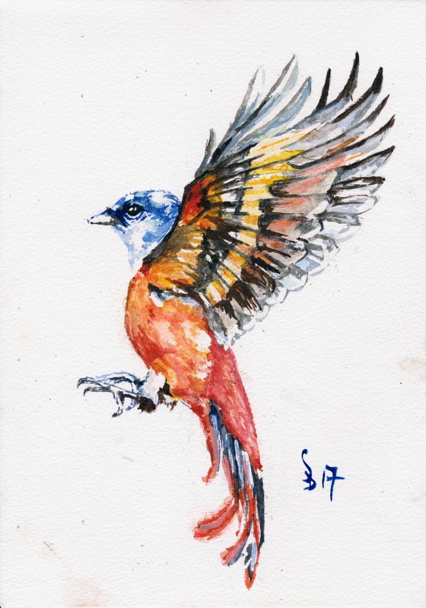 Watercolour of a Gray chinned minivet from Taiwan by Sean Broadbent, done in 2017 SDB Designs
