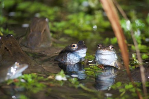 LGSpace's tweet image. Hundreds of thousands of ponds have been lost in the UK over recent decades. Having a pond - even a small one - in your garden is one of the best things you can do to help wildlife!
See bit.ly/2kDr2kh
#wildlife #gardening #nature