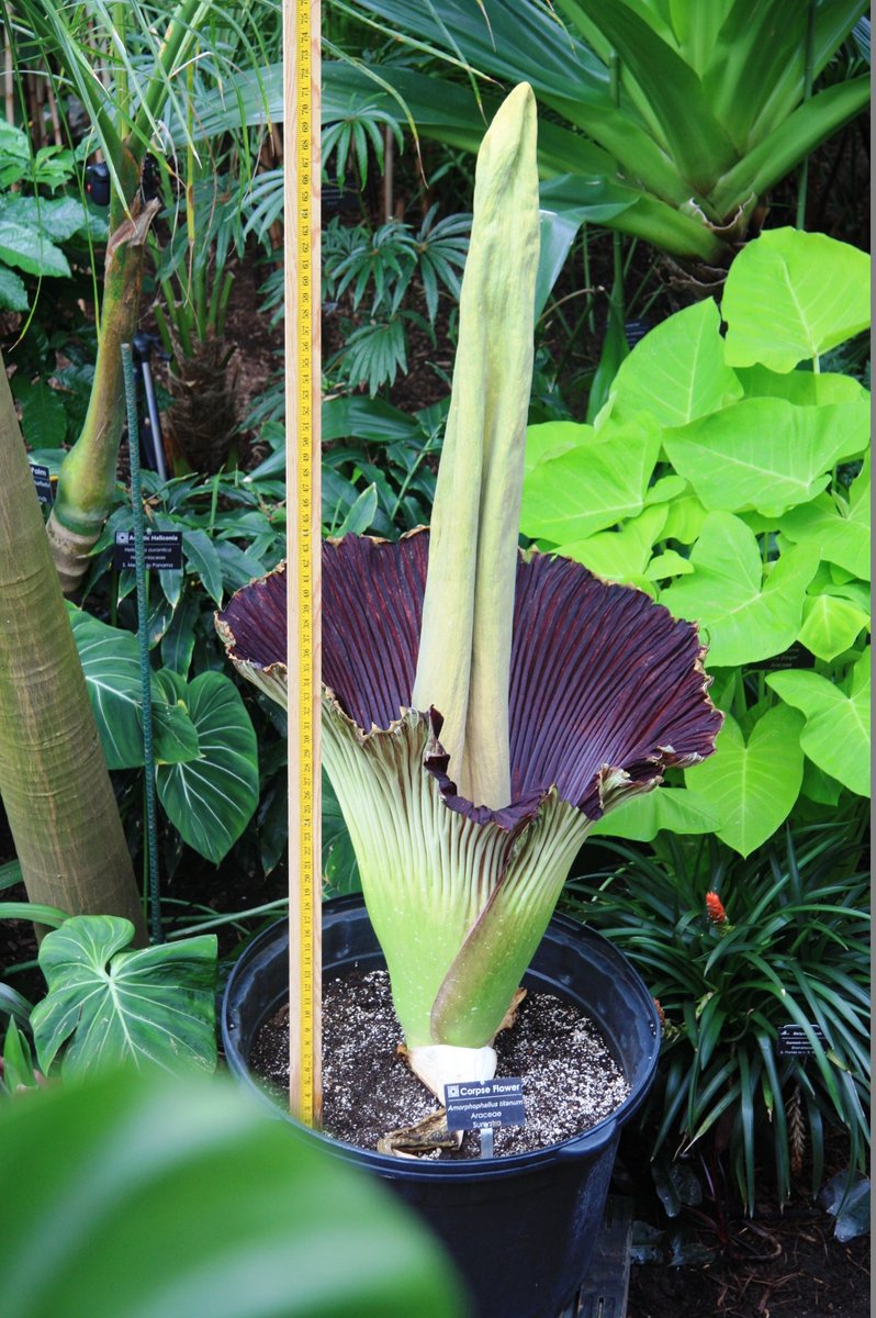 Meet Mori, our newly bloomed 68" tall Corpse Flower! Latin for "death", the name Mori captures the ghastly stench this plant exudes during bloom. Visit the Bolz Conservatory from 10 a.m. - 8 p.m. today, 6/14, to see this rare spectacle in person!
