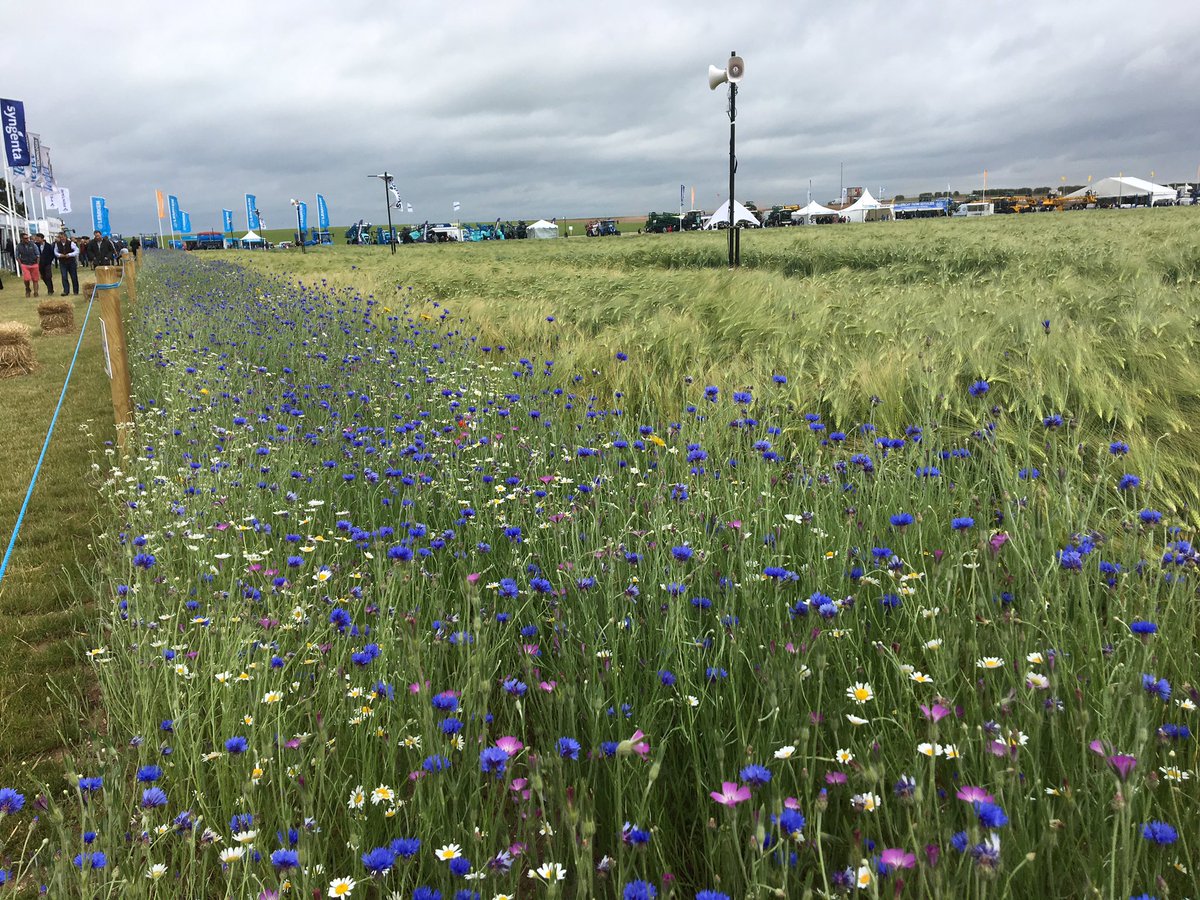 robinjtait's tweet photo. A pretty display of Wildflower strips around crops! UK Farmers get paid to plant areas around their field for birds and bees #Cereals2018 https://t.co/upD05p8Bmq