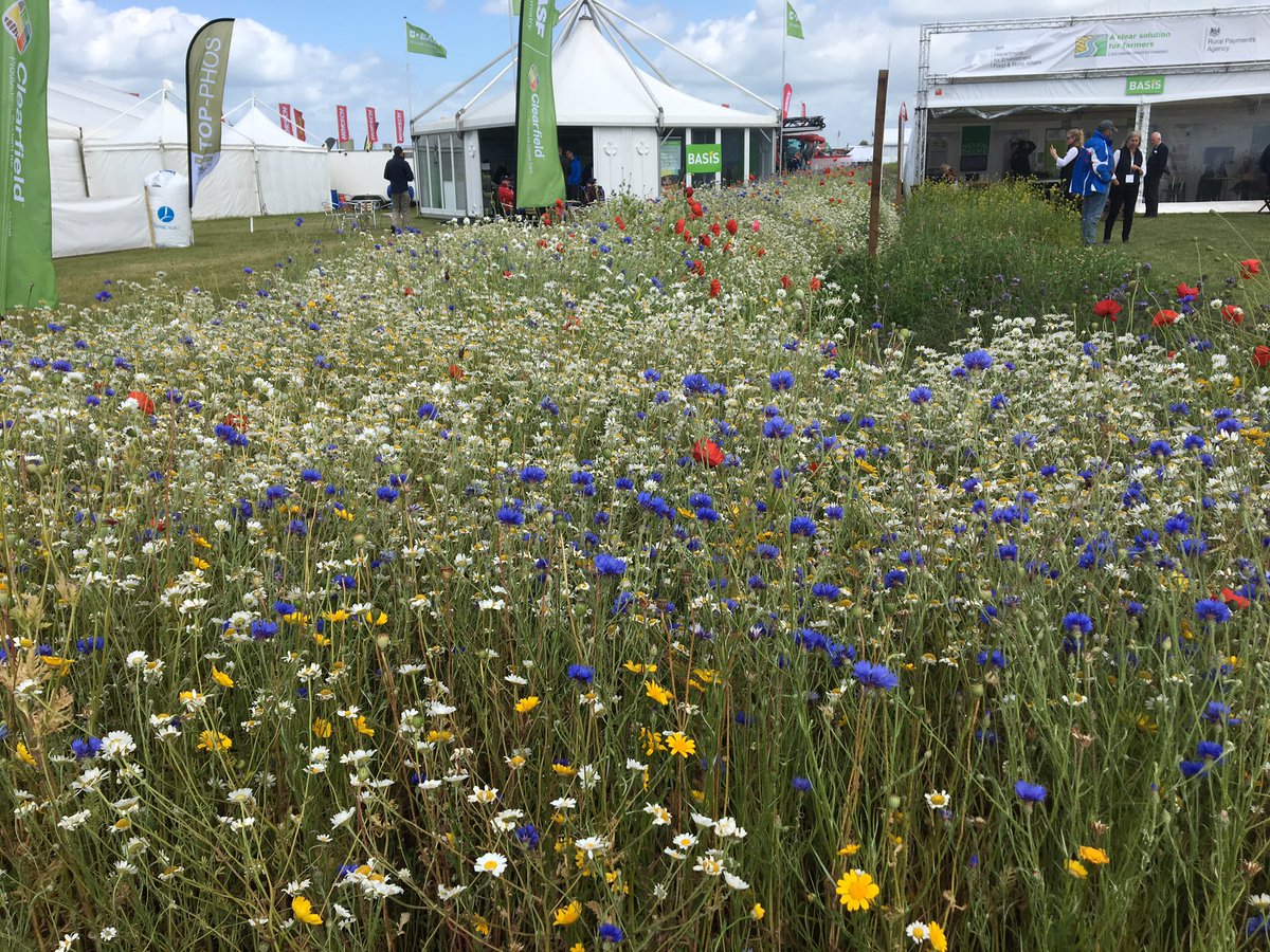 robinjtait's tweet photo. A pretty display of Wildflower strips around crops! UK Farmers get paid to plant areas around their field for birds and bees #Cereals2018 https://t.co/upD05p8Bmq