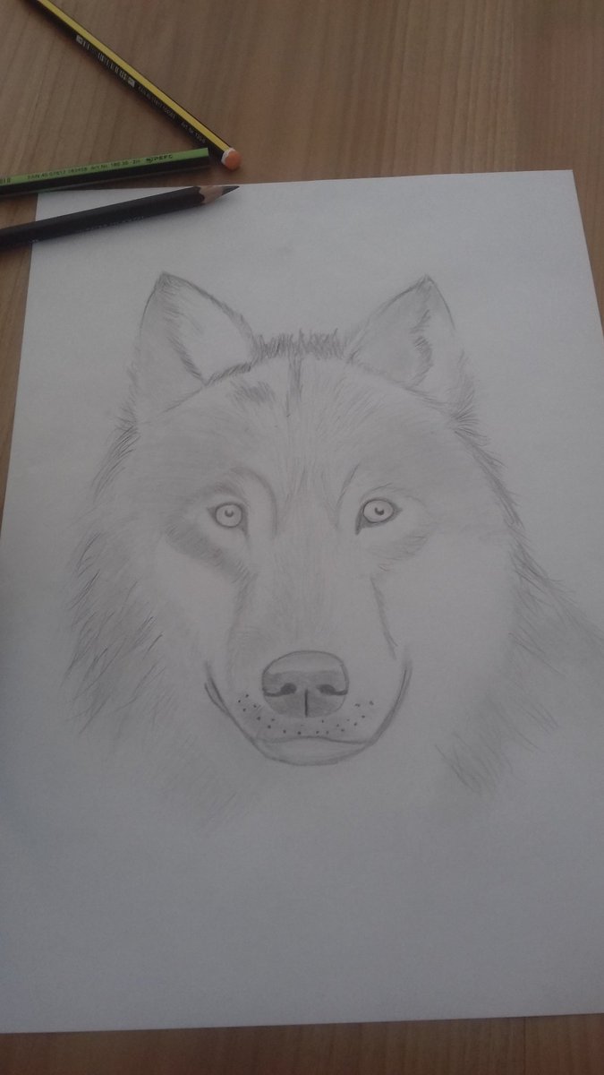 DYNAMITEKID_D's tweet photo. #Draw #Drawwolf #Dessin #Wolf #DrawwithPencil 
What do you say ?  (: https://t.co/Rx17ifEvqm