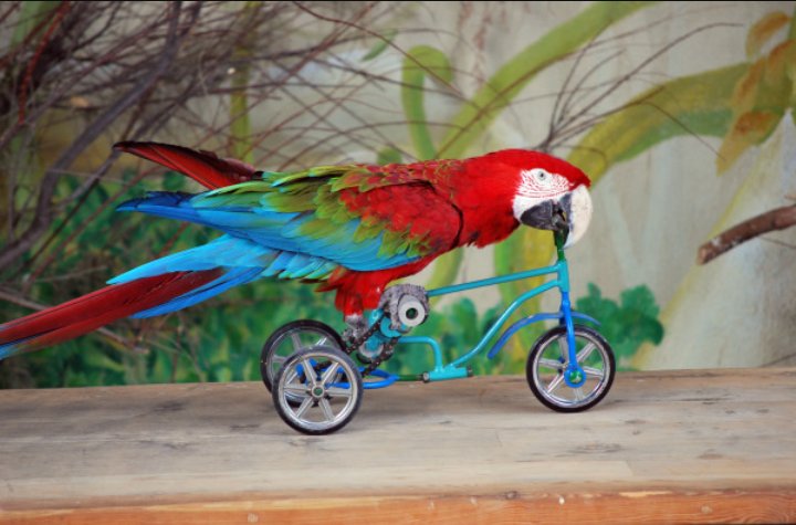 Lady Bici (@bicipensante) on Twitter photo 