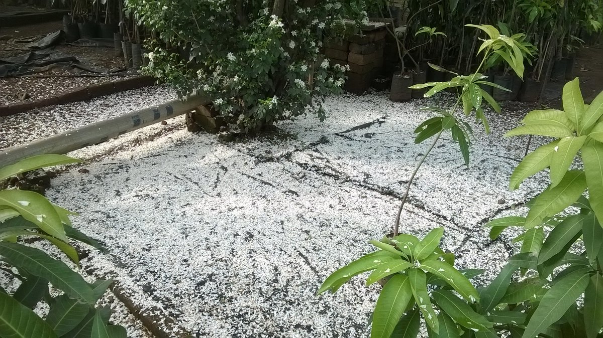 When we visited #GoGreenNursery today morning, saw this white carpet of #Kamini #Flowers and #Petals at @GoGreenNursery Panvel #FragrantFlowers #PlantNursery #CarpetOfFlowers @JilpaPN