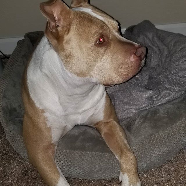 AuxxZillary's tweet photo. My dog might actually be a cybernetic organism. You can see the AR display in her eye! 
#terminator #bostondynamics #robodoggo #shemightkillme #adorabull #lovemydog https://t.co/e6SrG3bwJ2 https://t.co/kkorYit9xq