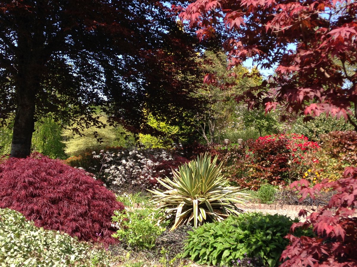 CaeHirGardens's tweet photo. Early summer in the red garden @CaeHirGardens https://t.co/J90n7bFj19