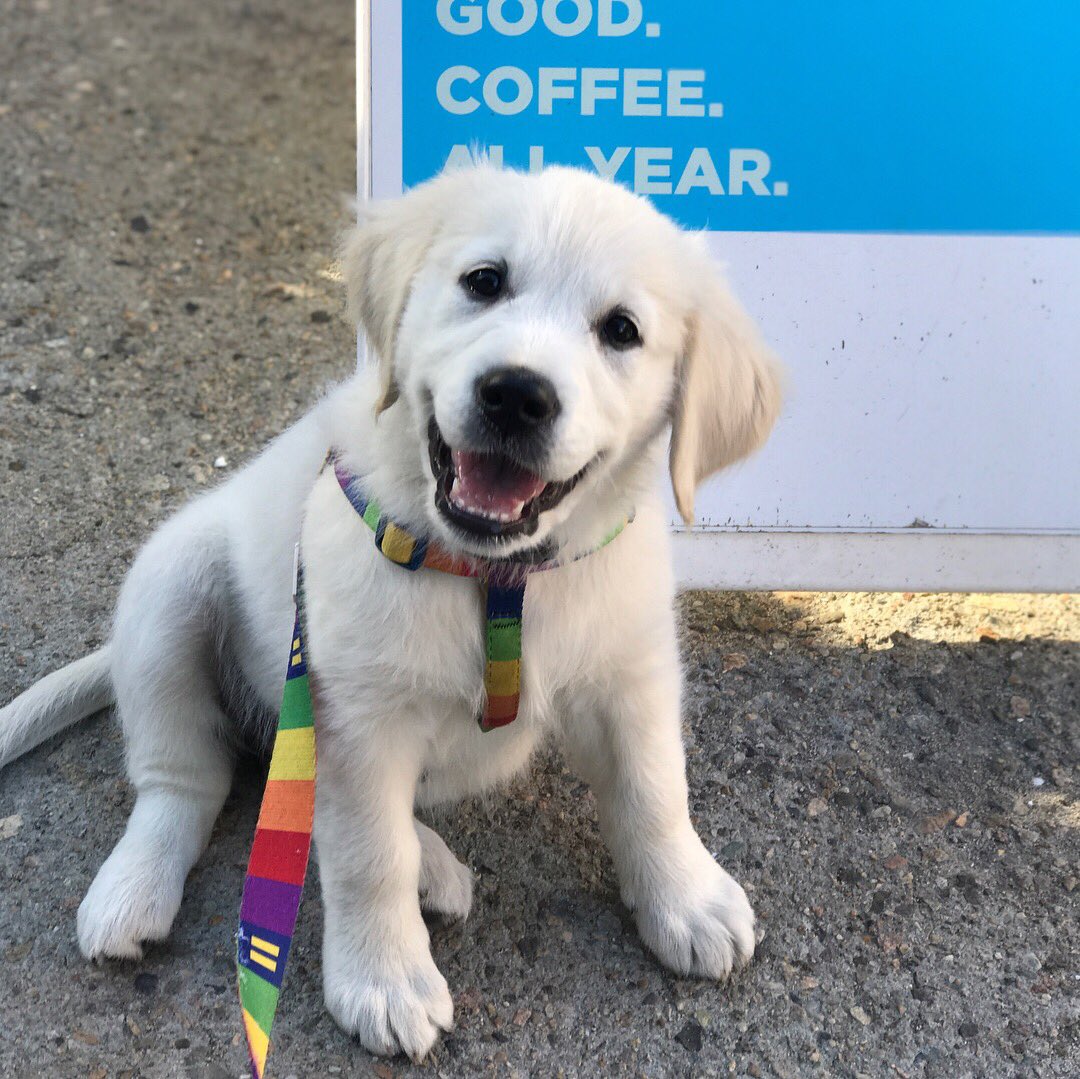 RiverOfNYC's tweet photo. Daily #GoldenRetriever #Coffee #Dog of #Provincetown @riverofnyc 14.06.2018 #dogsofcapecod https://t.co/RXZVLHXfR0