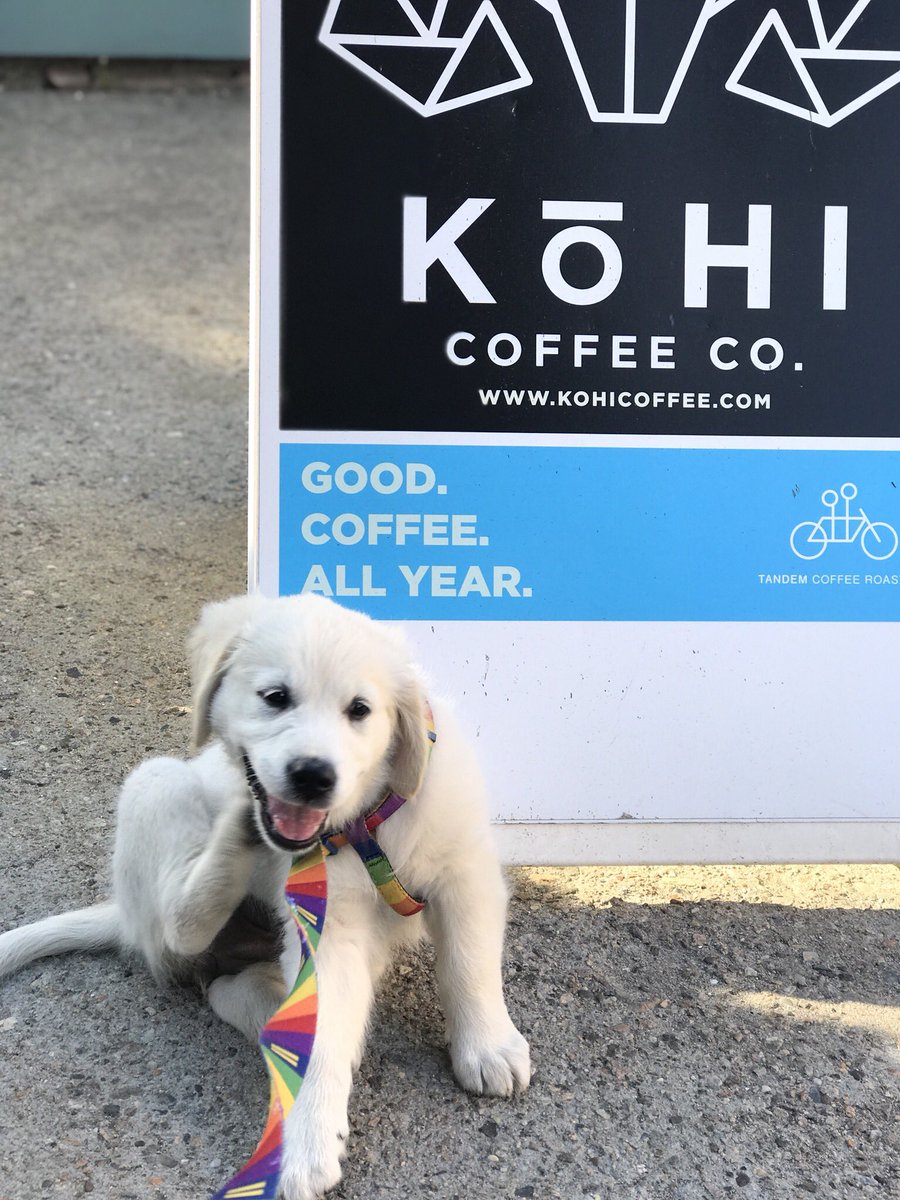 RiverOfNYC's tweet photo. Daily #GoldenRetriever #Coffee #Dog of #Provincetown @riverofnyc 14.06.2018 #dogsofcapecod https://t.co/RXZVLHXfR0