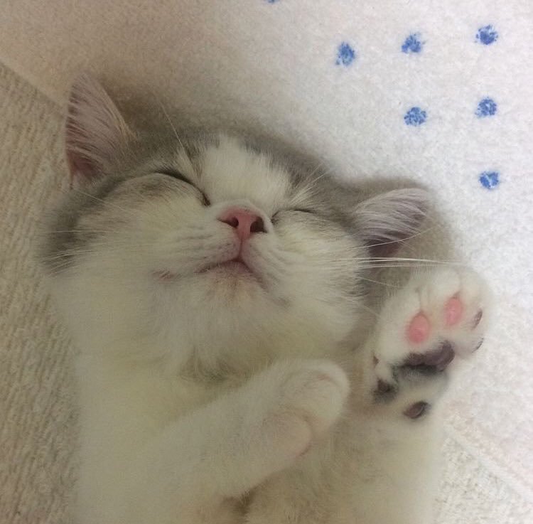 jealousnoransek's tweet photo. 21 : 12 (+ 🌃💛🍼🐱) https://t.co/6kBDXYj2f1