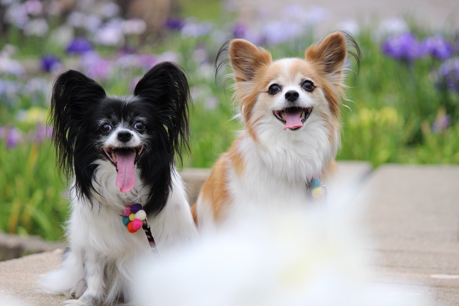 犬のうた Twitter Search Twitter