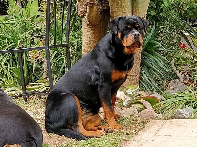 hausedersterne's tweet photo. #Puppy from our CH Venus from Royal Breed and #hausedersterne Cochise Thank You #deliemersrottweilers for amazing photo #rottypup #rottweiler #rottweilerpuppy #rottweilersofinstagram #rottie #rotty https://t.co/YpWkDbP1sG https://t.co/TaLf1IOly9 https://t.co/pTfjxmBj4h