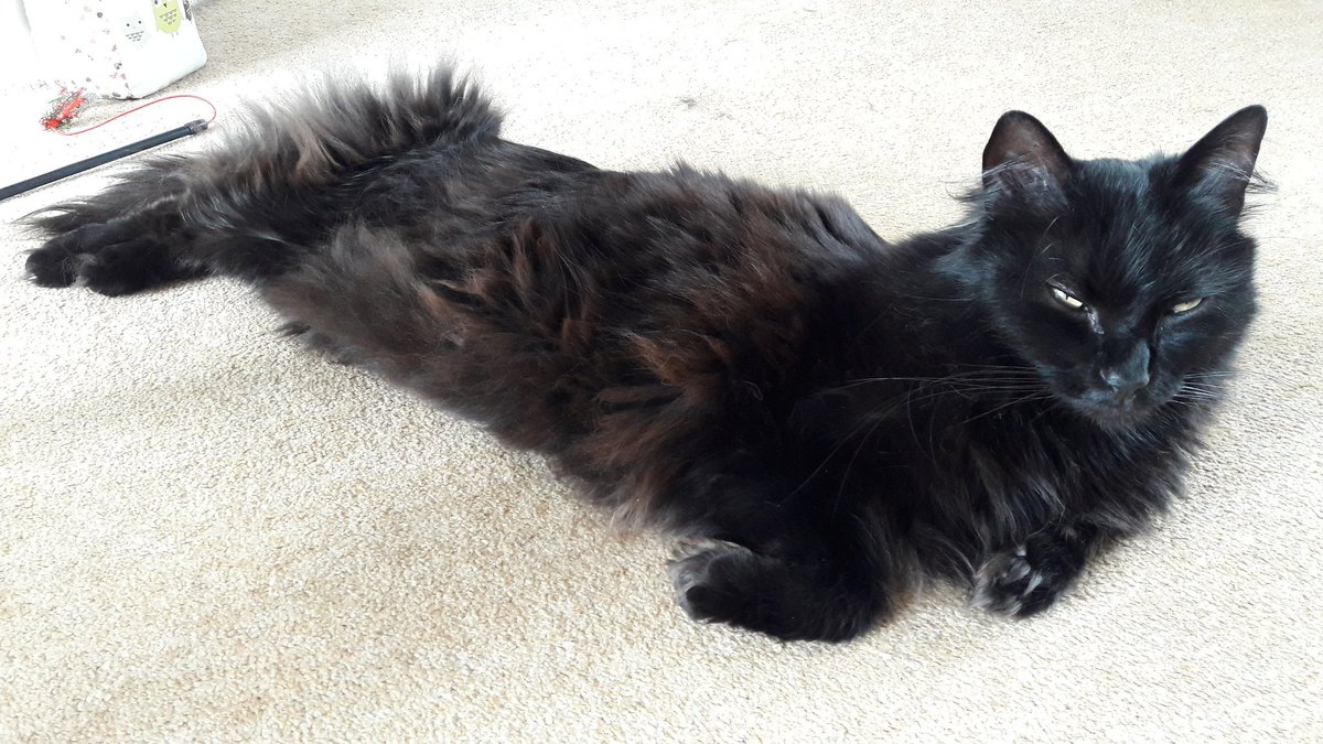 auntyemily's tweet photo. Is he a cat or a rug? #rugcat https://t.co/C1GYTa2qrV