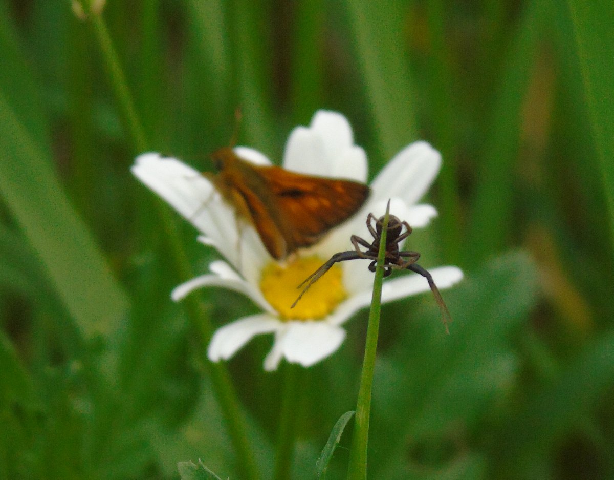 Pablo Casso tweet media