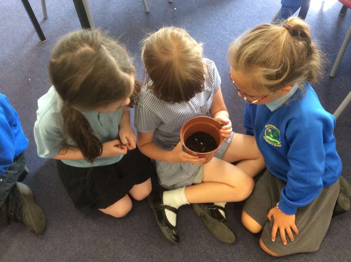 mbk_y2's tweet photo. Our plants have started growing! Were our predictions right? https://t.co/o0Vj3114MU