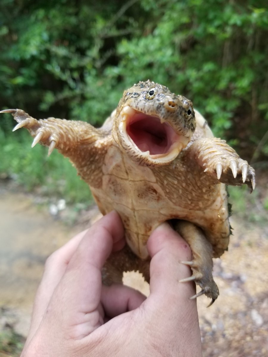 SquamataSci's tweet photo. So angry. So smelly. So Tiny. So Serpentina! A very cute common snapping #turtle. #Mississippi #herpsci #tinyturtle #tinyherps #chelydra https://t.co/gor9hK0uxC