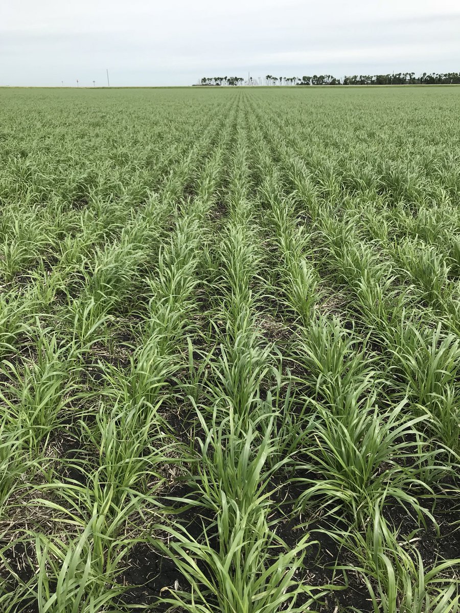 BY_AllanWilson's tweet photo. Annual ryegrass seed fields are really starting to jump now.  Should see some seed heads next week. #MBAg @BrettYoungSeeds https://t.co/EXgeskGNpH
