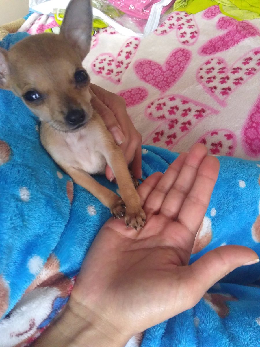 maremfit's tweet photo. Les presento a mi lila, ella es la más posuda #tropican. Feliz y relajada escuchando @TropiBogota https://t.co/0KOASIerZb