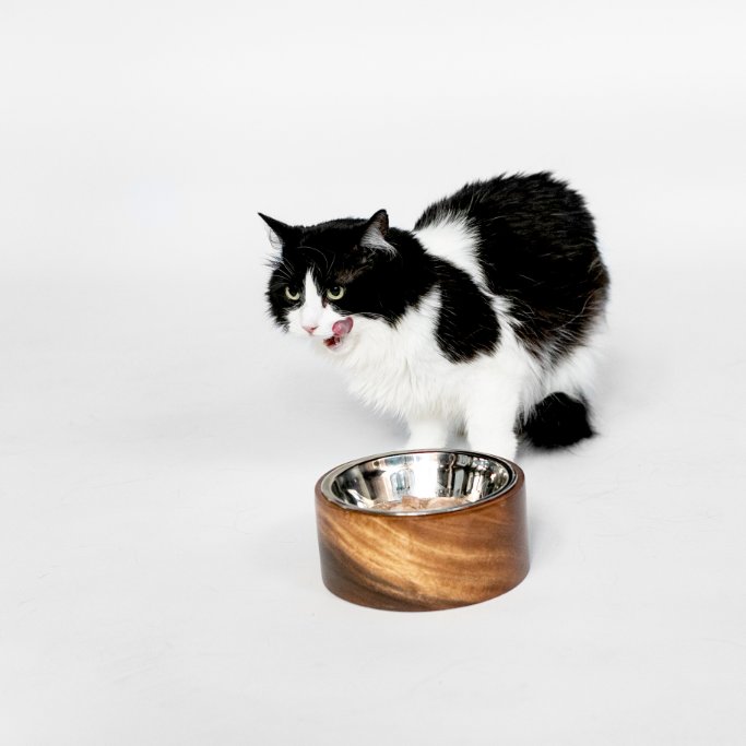 UnleashedLife's tweet photo. June is #Adopt a #Cat Month and marks the height of kitten season. Visit your local shelter and take home a forever friend today! https://t.co/hOfzbokXzM
