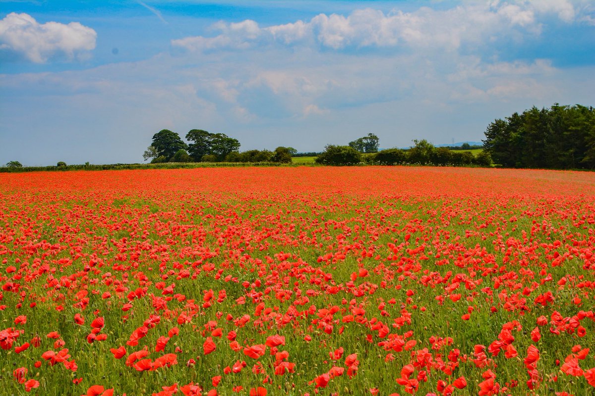 ar_ar888's tweet photo. Poppy field at North East Lincolnshire @JonMitchellITV @ThePhotoHour @LincsWoldsAONB @EarthandClouds @LincsSkies @StormHour #poppyfield #poppy @bbcweather @BBCSpringwatch @BBCEngland https://t.co/XgVESGBDB7
