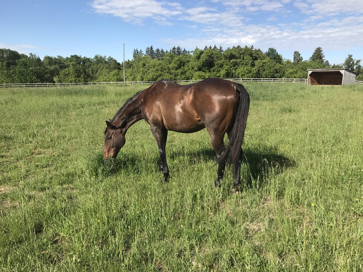 MFeedsEquine's tweet photo. NOW until June 30th, save $2/bag, up to 10 bags per order, on our Senior feed! As your horse ages, their digestive tract needs more support. Our Sr feed will help your older friend stay healthy!
*Valid in Ontario only, while supplies last*
#HappyHorseHappyLife #mastercare https://t.co/tGD69HFpB6