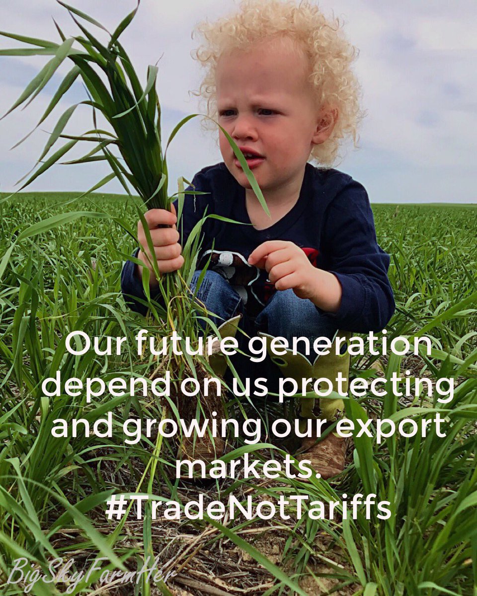 bigskyfarmher's tweet image. Tariffs increase market uncertainty and cause our export customers to look elsewhere for a stable supply. We need to expand our markets and protect our market share. #TradeNotTariffs @wheatworld @ASA_Soybeans @NationalCorn @FarmersForTrade