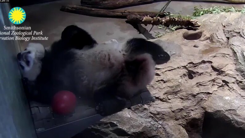 CharmCityPanda's tweet photo. #Toofers #BeTheBei @houseofcubs https://t.co/UCFyROXt0v