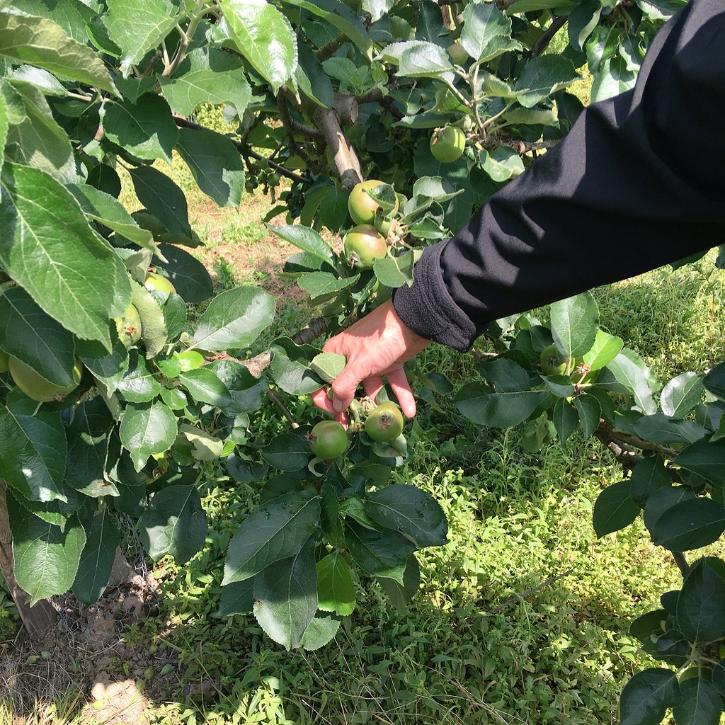 BottleShopWSale's tweet photo. Thanks to Alex and the team at @_charringtons for the wonderful tour and tasting at Charrington Fruit Farms. Their grower-defined, heritage and single-estate sparkling ciders match the beauty of their birthplace. https://t.co/ahEfsLHXIx