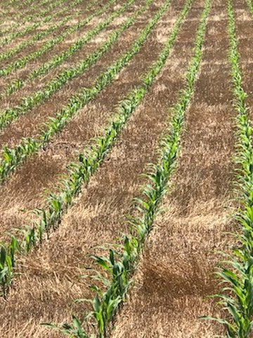 Rainbow_Plant's tweet image. Ray Barrett has been using #RainbowPlantFood on his farm for more than 7 years. This year, he’s trying different rates of 5-20-20 Super Rainbow on his corn. youtu.be/AtGimKX2QPc