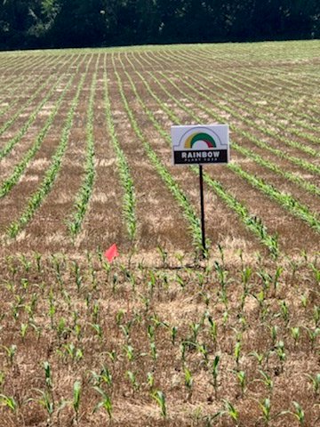 Rainbow_Plant's tweet image. Ray Barrett has been using #RainbowPlantFood on his farm for more than 7 years. This year, he’s trying different rates of 5-20-20 Super Rainbow on his corn. youtu.be/AtGimKX2QPc