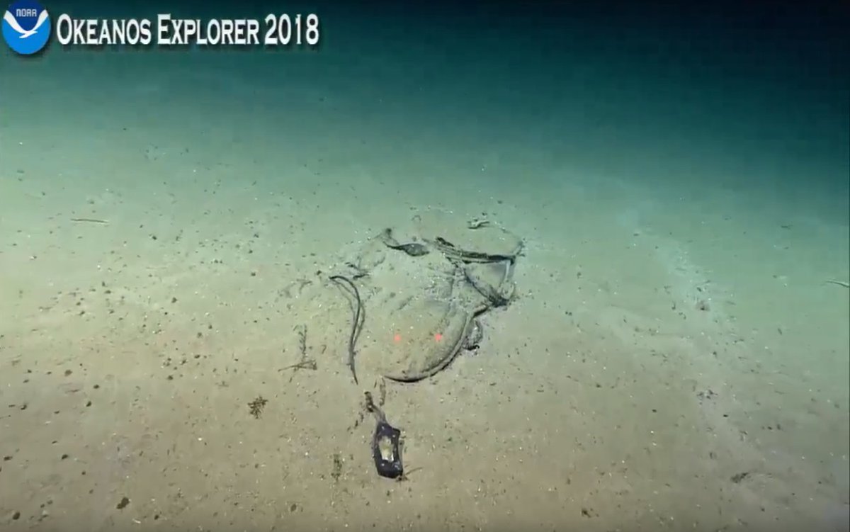 Katie O Reilly On Twitter 1698m Is Where This Tripodfish