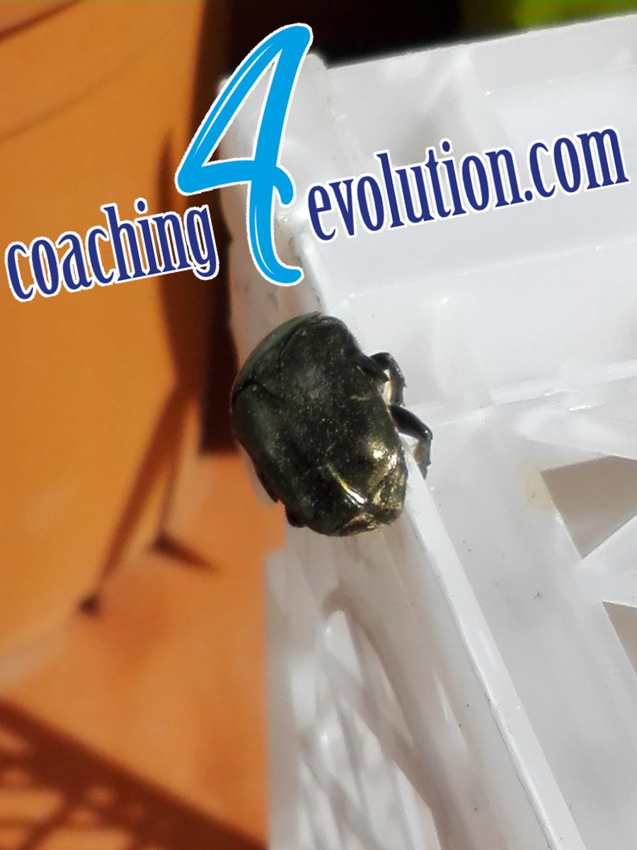 "Creer significa liberar en sí mismo lo indestructible o mejor: liberarse o mejor aún: ser indestructible o mejor aún: ser".
FRANZ KAFKA

#frasesparacortar #Verano2018 
#crecimientopersonal #coaching #coaching4evolution