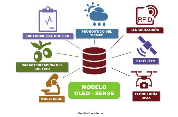UTW_es's tweet photo. Oleo-Sense consiste en crear un sistema integral de captura y análisis de datos en explotaciones de olivar intensivo y superintensivo para optimizar insumos y la calidad del producto.
#agriculturadeprecision #proyectoi+d #oleosense #olivar #olivos https://t.co/tqANJxxjRY https://t.co/HMer7Kw246