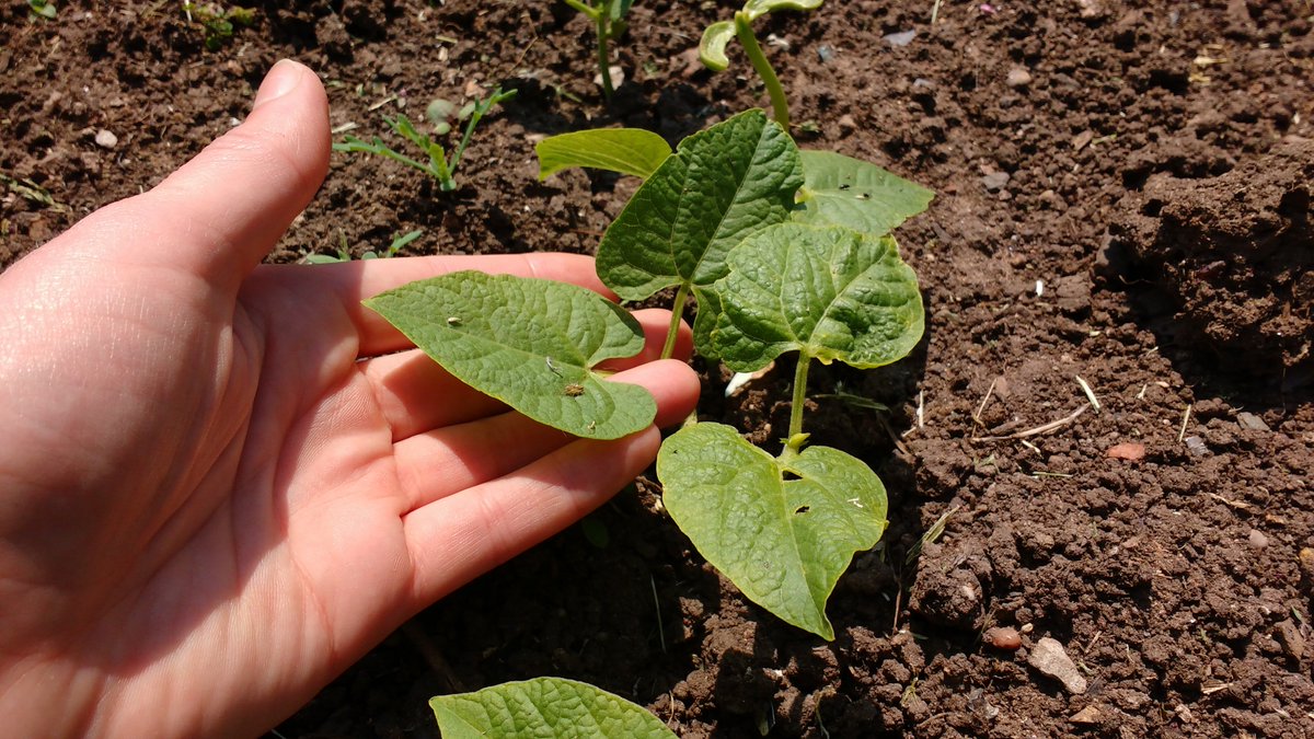 GrowHistory's tweet photo. Take a look at our French Beans! Planted for @GrowHistory by women from the @ISRA_UK coffee morning group. If you'd like to join us for gardening activities, come to our gardening group @ashianacp every Tuesday from 11am to 1pm. @heritagelottery #gardening #exercise #growyourown https://t.co/ILlTSuXApB