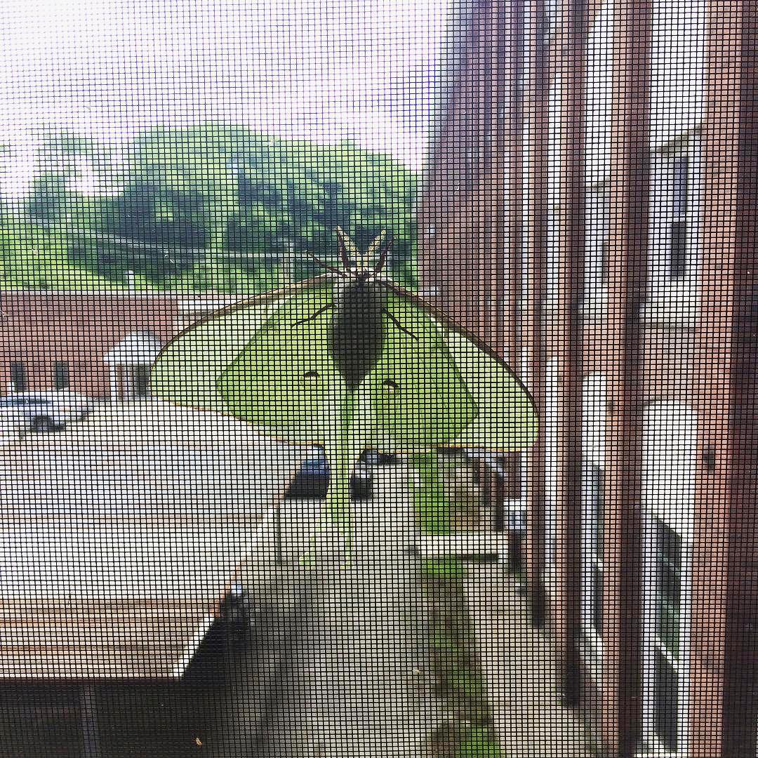 Our new neighbor really bugs us, but we don't we mind.
