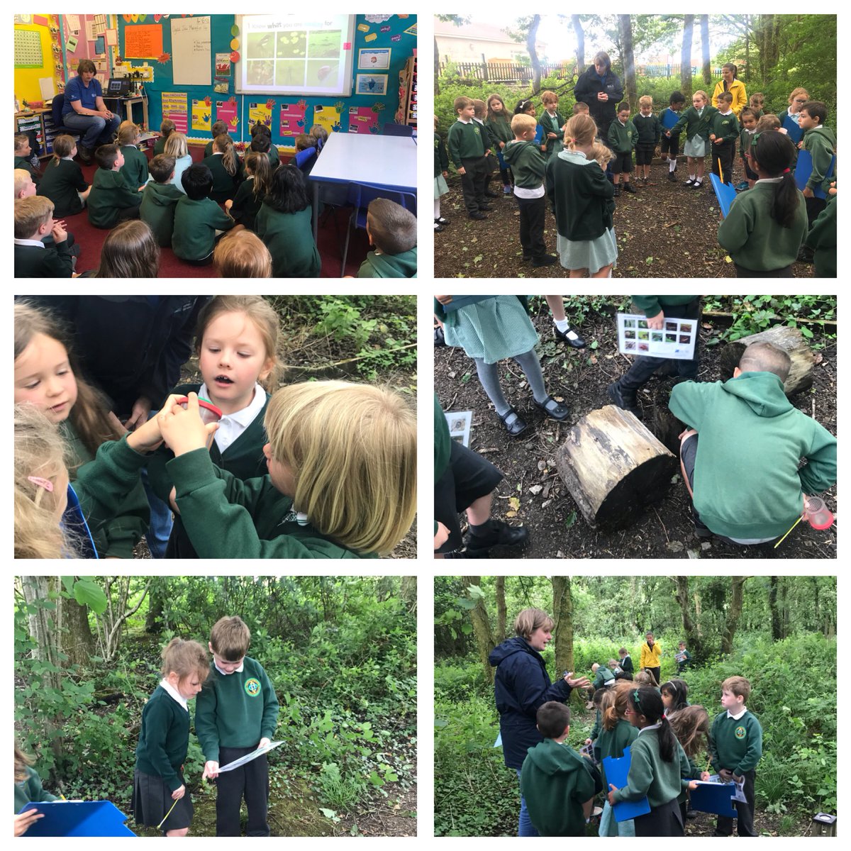 PenllergaerP's tweet photo. Year 1/2 had a fantastic morning with Sarah from @RSPBCymru We went on a mini beast hunt in our woods and also identified some of the different trees we have on our grounds. π³ππΈπ #ppsyear1/2 #ppsout #ppssst #ppscom https://t.co/ZAVf6sOlIJ